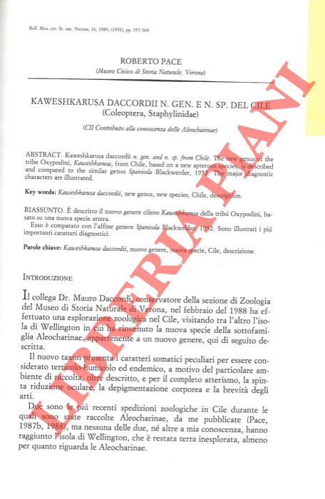 PACE Roberto - - Kawshkarusa daccordii n. gen. e n. sp. del Cile (Coleoptera, Staphylinidae) .