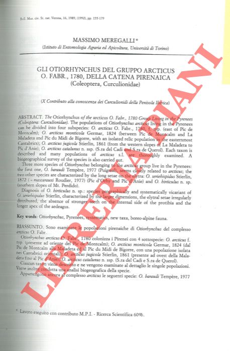 MEREGALLI Massimo - - Gli Otiorhynchus del gruppo arcticus O. Fabr., 1780, della catena pirenaica (Coleoptera, Curculionidae) .