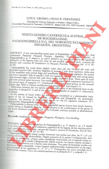 GROSSO Luis E. - FERNANDEZ Hugo R. - - Nuevo genero cavernicola austral de bogidiellidae; Patagongidiella n. g. del Noroeste Patagonico (Neuquen, Argentina) .