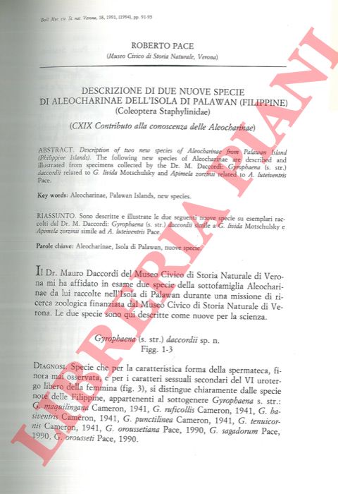 PACE Roberto - - Descrizione di due nuove specie di Aleocharinae dell'Isola di Palawan (Filippine) (Coleoptera, Staphylinidae) .