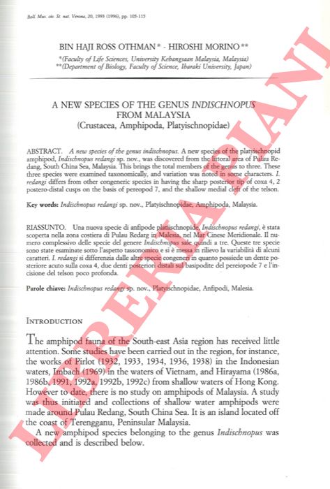 OTHMAN Bin Haji Ross - MORINO Hiroshi - - A new species of the genus Indischnopus from Malaysia (Crustacea, Amphipoda, Platyschnopidae) .