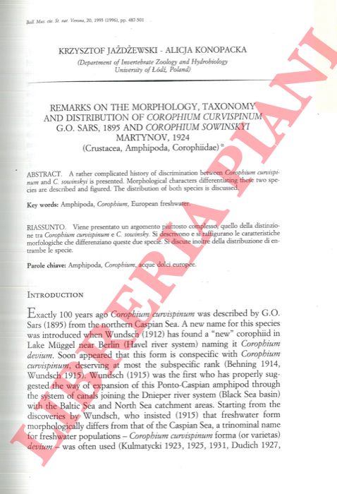 JAZDZEWSKI Krzyztof - KONOPACKA Alicja - - Remarks on the morphology, taxonomy and distribution of Corophium curvispinum G. O. Sars, 1985 and Corophium sowinskyi Martynov, 1924 (Crustacea, Amphipoda, Corophiidae) .