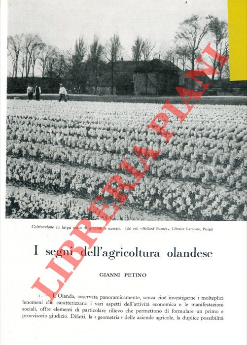 PETINO Gianni - - I segni dell'agricoltura olandese.