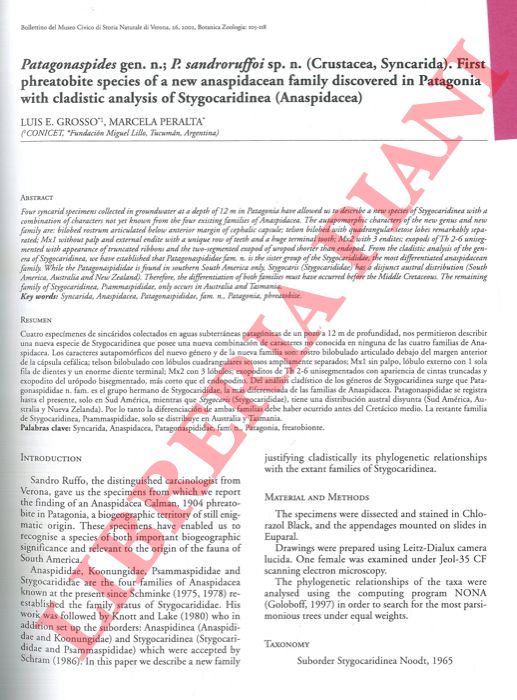 GROSSO Luis E. - PERALTA Marcela - Patagonaspides gen. n.; P. sandroruffoi sp. n. (Crustacea, Syncarida) . First phreatonite species of a new anaspidacean family discovered in Patagonia with cladistica analysis of Stygocaridinea (Anaspidacea) .