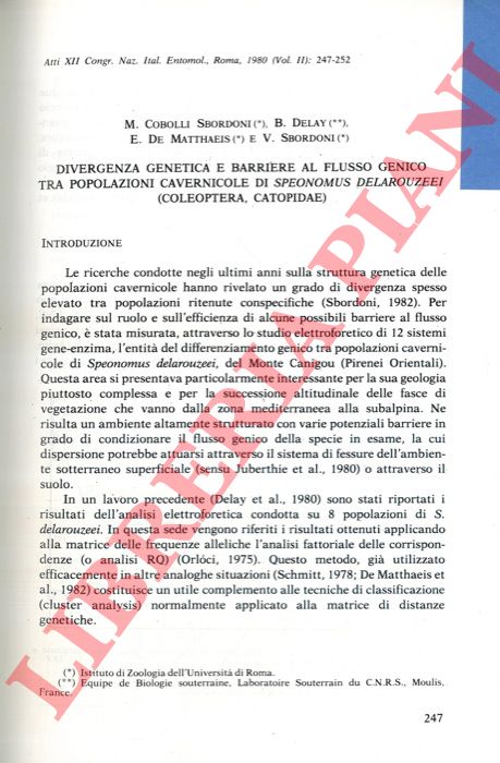 COBOLLI SBORDONI M. - DELAY B. - DE MATTHAEIS E. - SBORDONI V. - - Dvergenza genetica e barriere al flusso genico tra popolazioni cavernicole di Speonomus delaruzeei (Coleoptera, Catopidae) .