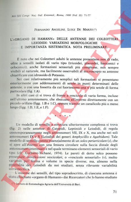 ANGELINI Fernando - DE MARZO Luigi - - L' 'organo di Hamann' delle antenne dei Coleotteri Leiodidi: variazioni morfologiche e importanza sistematica. Nota preliminare.