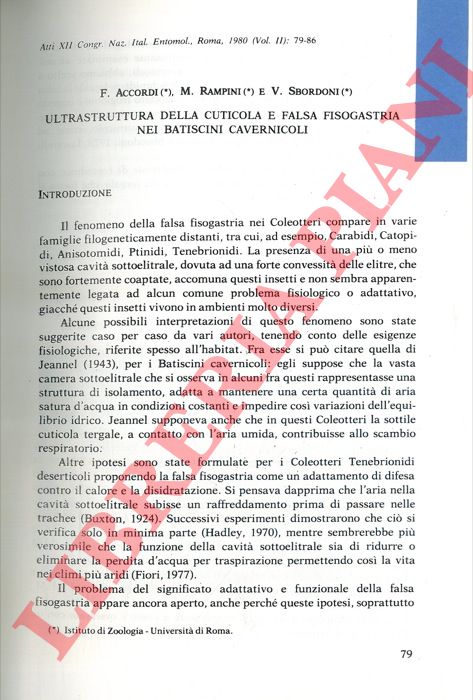ACCORDI F. - RAMPINI M. - SBORDONI V. - - Ultrastruttura della cuticola e falsa fisogastria nei batiscini cavernicoli.