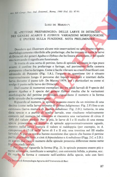 DE MARZO Luigi - - Il 'pettine prefaringeo' delle larve di Ditiscidi dei generi Agabus e Ilybius: variazioni morfologiche e ipotesi sulla funzione. Nota preliminare.