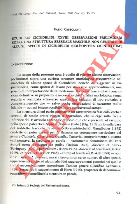 CASSOLA Fabio - - Studi sui Cicindelidi. Osservazioni preliminari sopra una struttura sessuale maschile non genitale di alcune specie di Cicindelidi (Coleoptera, Ccindelidae) .