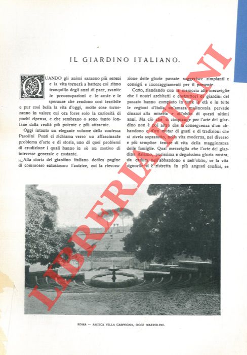 Ruscus - - Il giardino italiano.
