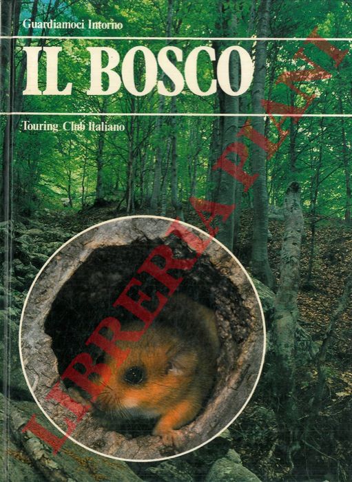 - - Il bosco..