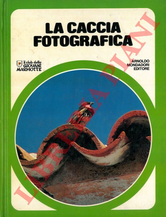 - - La caccia fotografica.