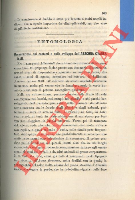 STEFANELLI Pietro - - Osservazioni sui costumi e sullo sviluppo dell'Aeschna cyanea.