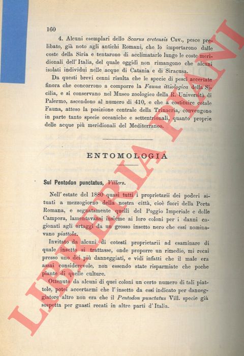 PICCIOLI Ferdinando - - Sul Penctodon punctatus Villers.