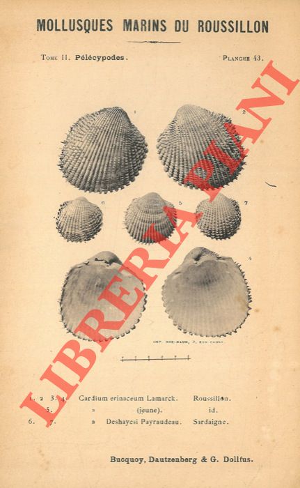 B.D.D. - (Bucquoy E. - Dautzenberg Ph. - Dollfus G.) - - Les mollusques marins du Roussillon. Tome II. Fascicule X. Pelecypoda.