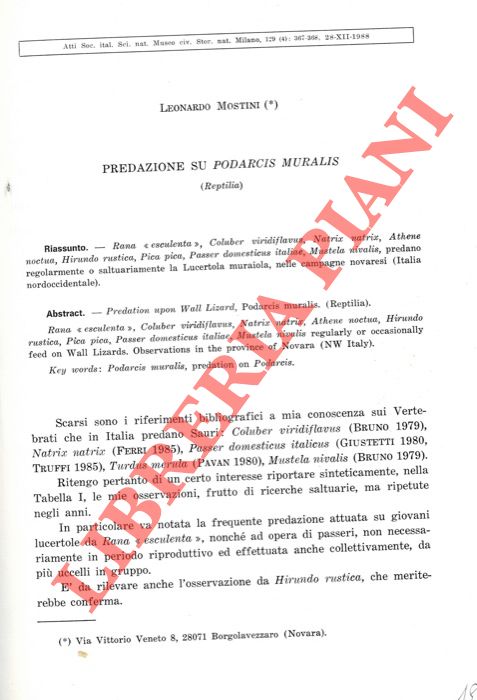 MOSTINI Leonardo - - Predazione su Podarcis muralis.
