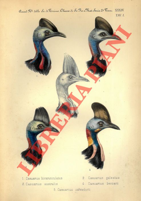 SALVADORI Tommaso - - Monograf