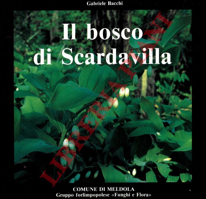 BACCHI Gabriele - - Il bosco di Scardavilla.