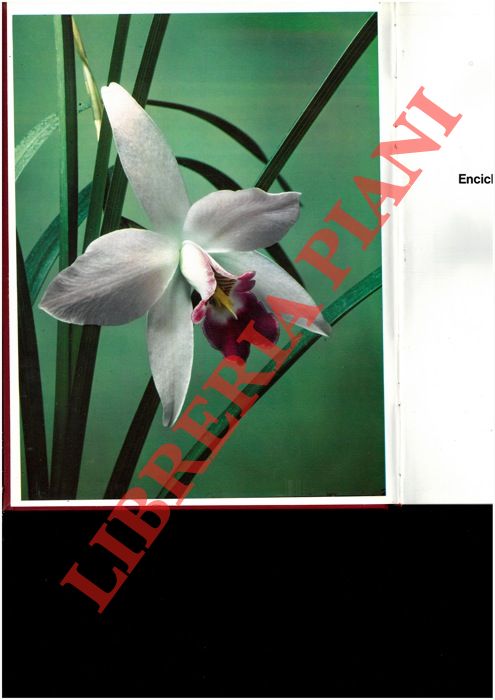 - - Natura viva. Enciclopedia sistematica del regno vegetale. Enciclopedia sistematica del regno animale. Mammiferi. Uccelli. Rettili, anfibi, pesci. Invertebrati.