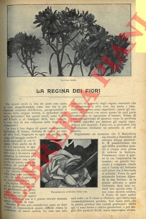 - - La regina dei fiori.