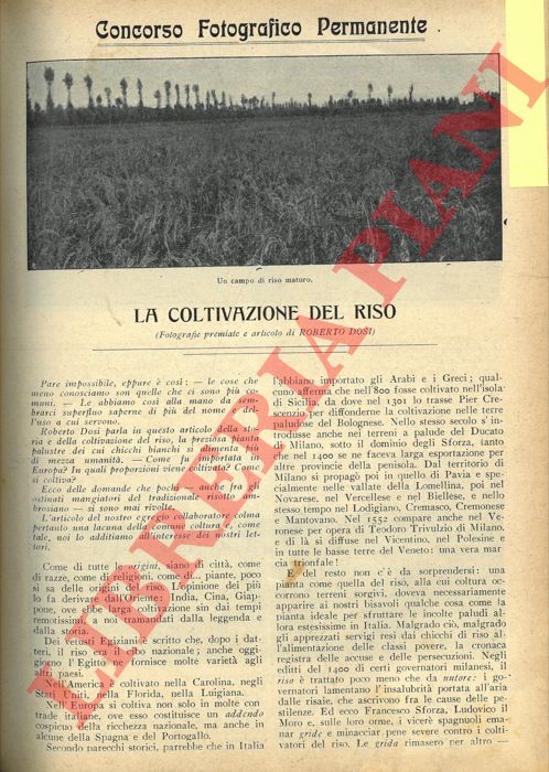 DOSI Roberto - - La coltivazione del riso.