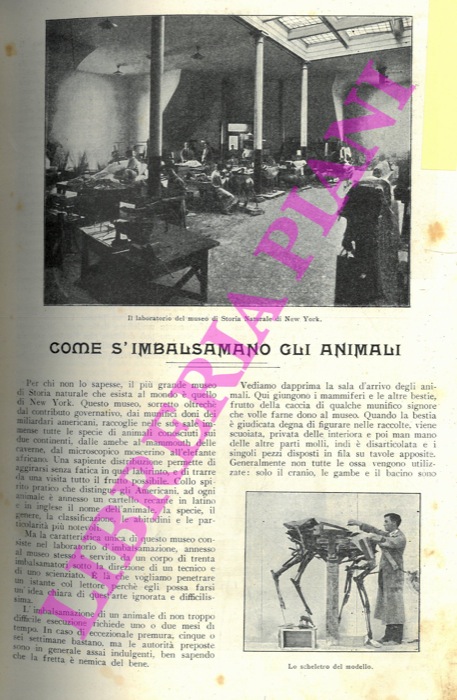 - - Come s'imbalsamano gli animali.
