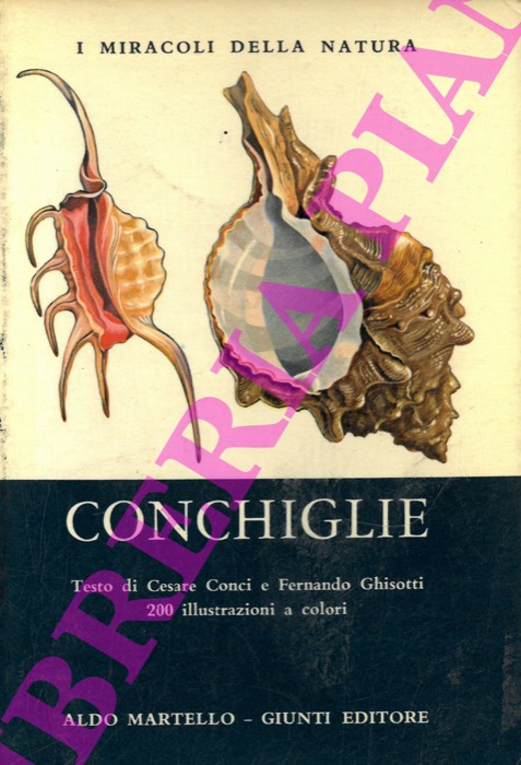 CONCI Cesare - GHISOTTI Fernando - - Conchiglie.