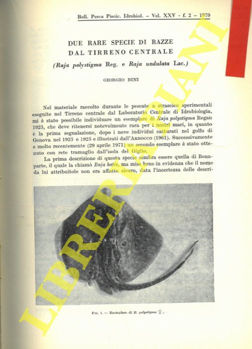 BINI Giorgio - - Due rare specie di razze dal Tirreno Centrale (Raja polystigma Reg. e Raja undulata Lac.) .