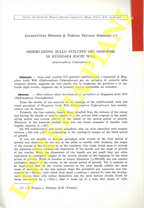 BENASSO Giambattista - BENASSO STROIAZZO Narcisa - - Osservazioni sullo sviluppo dei gonofori di Muggiaea kochi Will (Siphonophora Calycophorae) .