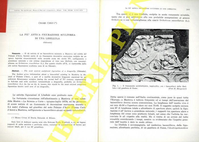 CONCI Cesare - - La pi antica figurazione scultorea di una libellula (Odonata) .