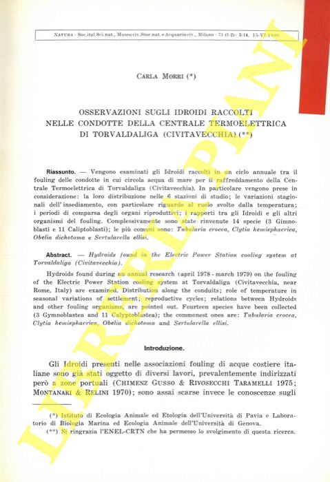 MORRI Carla - - Osservazioni sugli Idroidi raccolti nelle condotte della Centrale Termoelettrica di Torvaldaliga (Civitavecchia) .
