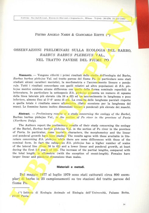 NARDI Pietro Angelo - RIETTI Giancarlo - - Osservazioni preliminari sulla ecologia del Barbo, Barbus barbus plebejus Val., nel tratto pavese del fiume Po.