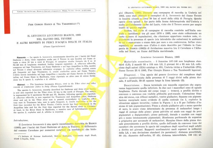 BIANCO Pier Giorgio - TARABORELLI Tea - - Il Leuciscus lucumonis Bianco, 1983 nel Bacino del Tevere e altri reperti di pesce d'acqua dolce in Italia (Pisces Cypriniformes) .