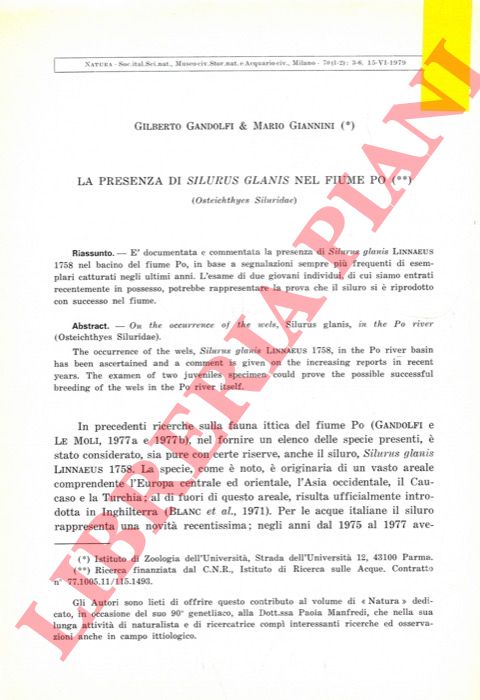 GANDOLFI Gilberto - GIANNINI Mario - - La presenza di Silurus glanis nel fiume Po (Osteichthyes Siluridae) .