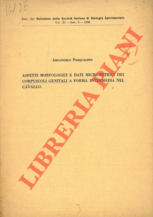 Aspetti morfologici e dati micrometrici dei corpuscoli genitali a forma intermedia nel cavallo. - PASQUALINO Arcangelo -