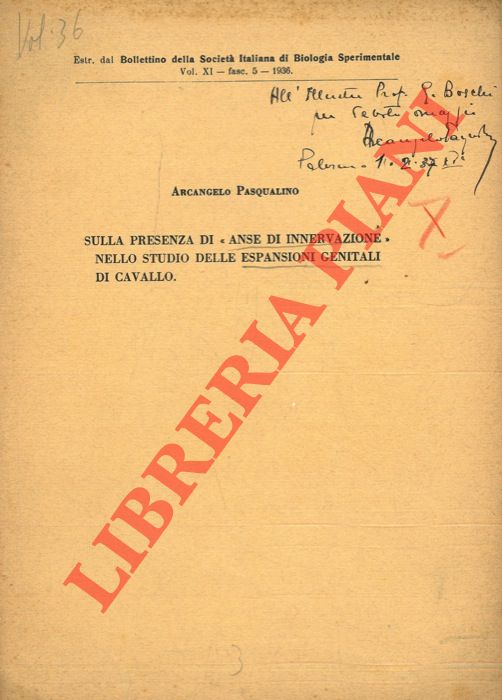 Sulla presenza di 'anse di innervazione' nello studio delle espansioni genitali di cavallo. - PASQUALINO Arcangelo -