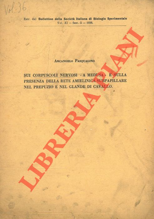 Sui corpuscoli nervosi 'a medusa' e sulla presenza della rete amielinica subpapillare nel prepuzio e nel glande di cavallo. - PASQUALINO Arcangelo -