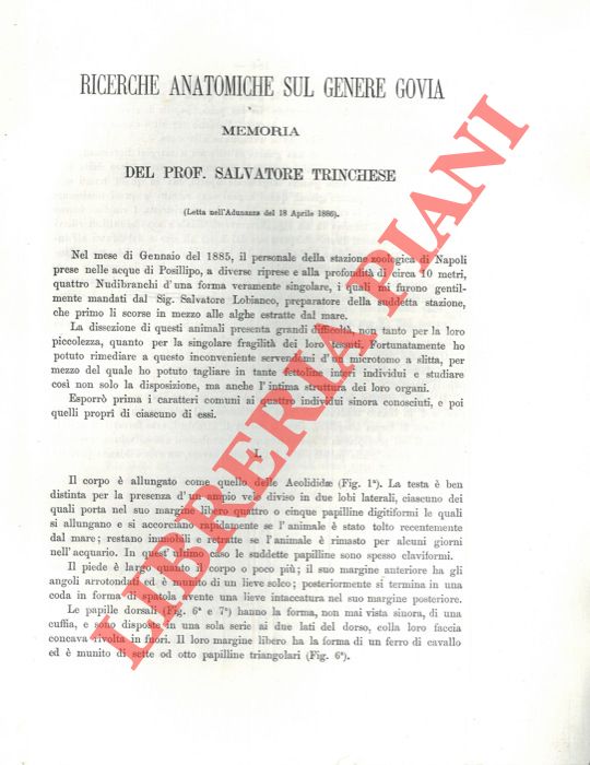 Ricerche anatomiche sul genere Govia. - TRINCHESE Salvatore -