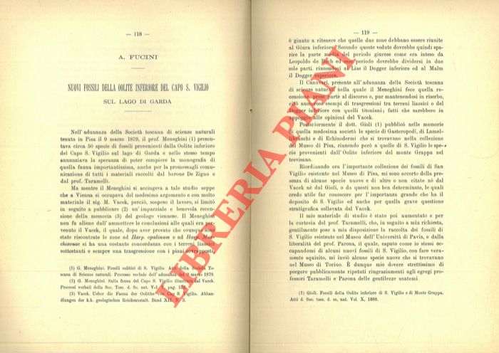 FUCINI A(lberto) - - Nuovi fossili della Oolite inferiore del Capo S. Vigilio sul Lago di Garda.