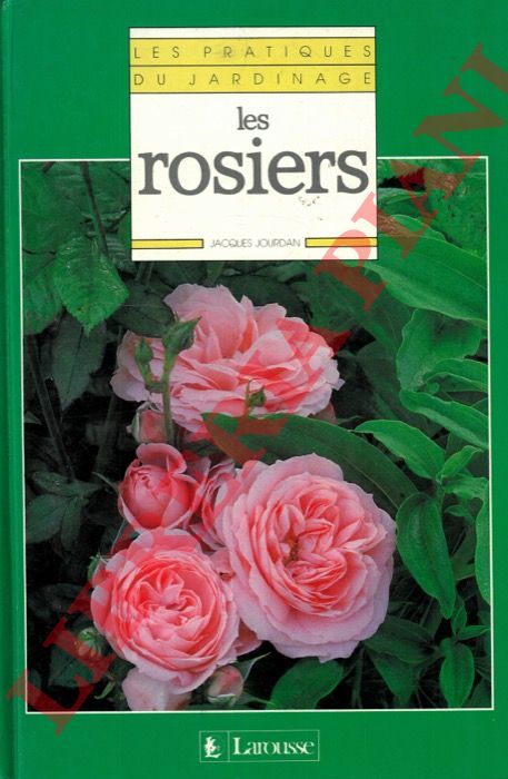 JOURDAN Jacques - - Les rosiers.