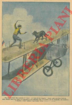 BELTRAME A. - - Non contenta di volare nel cielo di Los Angeles, stando sulle ali di un velivolo, Miss. Gladis ha voluto la compagnia di un autentico lupo e, armata solo di rivoltella e di scudiscio,  riuscita a tener lontano il pericoloso vicino.