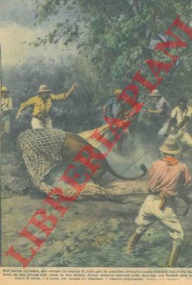 BELTRAME A. - - La cattura di un leone, in Africa, con una rete.