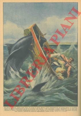 BELTRAME A. - - Un enorme squalo si  avventato contro una imbarcazione a remi squarciandola a poppa e rimanendovi impigliato con la testa
