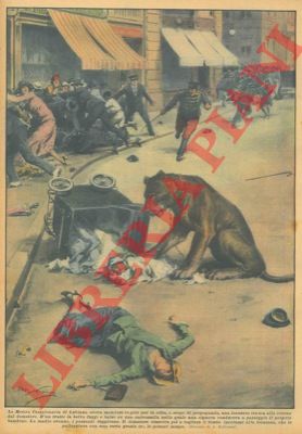 BELTRAME A. - - La Mostra Campionaria di Lubiana aveva mandato in giro per la citt, a scopo di propaganda, una leonessa tenuta alla catena dal domatore. D'un tratto la leonessa fuggi.......
