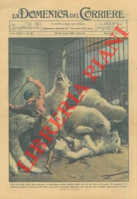 BELTRAME A. - - Rissa per gelosia scatenatasi nella gabbia degli orsi in un circo a Genova.