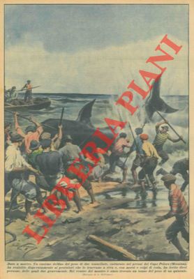 BELTRAME A. - - Nei pressi di Capo Peloro (ME)  stato catturato un enorme delfino dal peso di due tonnellate. Prima di arrendersi  ha per ferito 10 pescatori con morsi e a colpi di coda. Nel ventre aveva un tonno di 1 quintale.