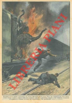 BELTRAME A. - - La prima fase del Giro d'Italia  stata caratterizzata dagli entusiasmi dei tifosi di Guerra e di Binda. Poi Guerra, caduto e ferito a Roma, ha dovuto abbandonare la lotta.