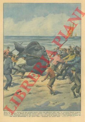 BELTRAME A. - - Presso la spiaggia di Rimini tre pescatori sono riusciti a catturare un gigantesco pesce-luna, rarissimo nei nostri mari.