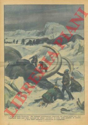 BELTRAME A. - - Rinvenimento di due mammut, perfettamente conservati, tra i ghiacci polari.