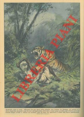 BELTRAME A. - - Corpo a corpo tra un indiano e una tigre.